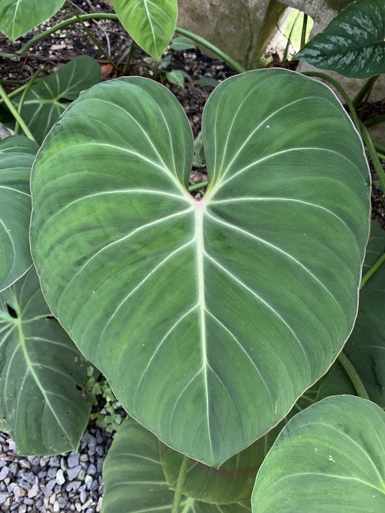 micronutrients for plant Sol Biotics