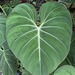 Philodendron gloriosum - Photo (c) poppysage, όλα τα δικαιώματα διατηρούνται, uploaded by poppysage