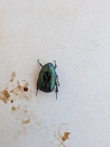 Protaetia angustata