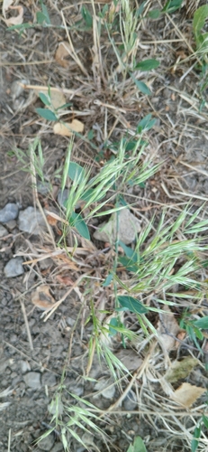 Cheatgrass