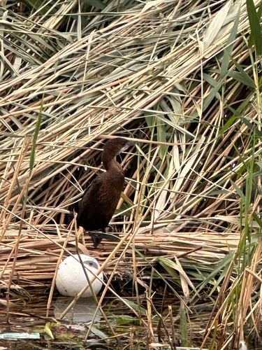 Pygmy Cormorant