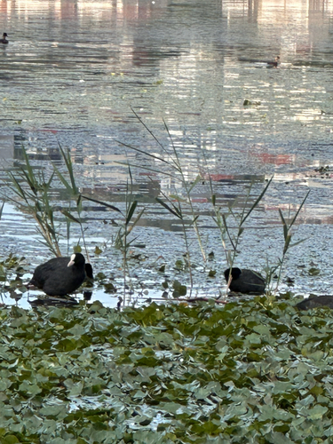 Eurasian Coot