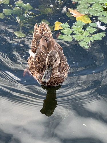 Mallard