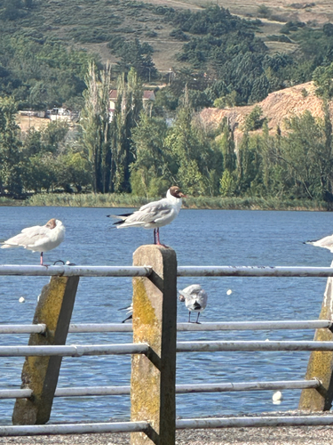 Black-headed Gull