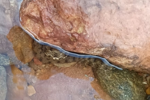 Tessellated Water Snake