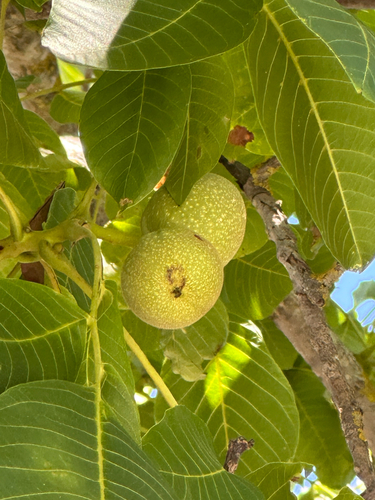 Persian walnut