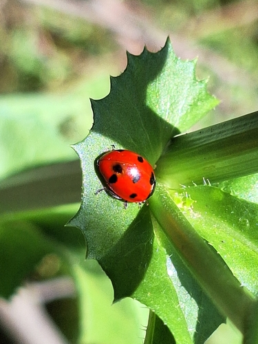Seven-spotted Lady Beetle