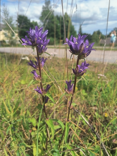 clustered bellflower