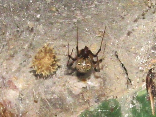Brown Widow