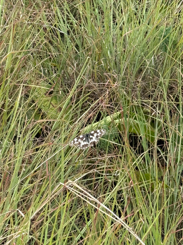 Marbled White