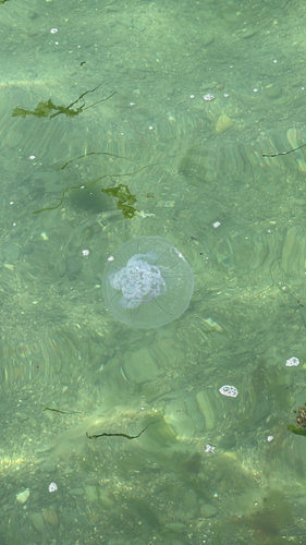 Common Moon Jelly