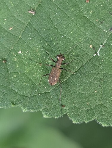 Cylindera kaleea