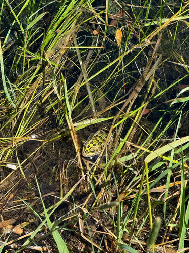 Northern Leopard Frog