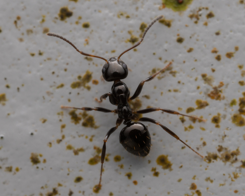 Prolasius flavicornisProlasius flavicornis