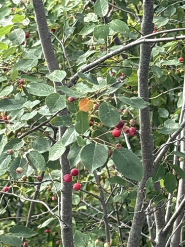 serviceberries