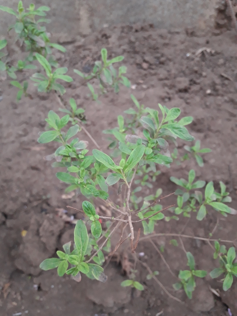 planta de menta jamaicana