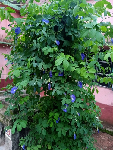 Blue Pea