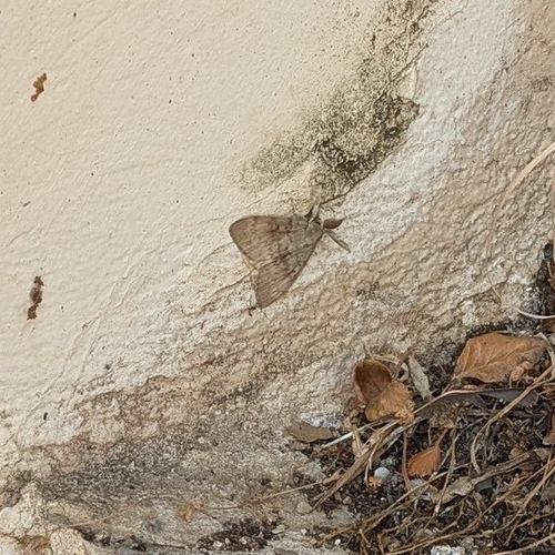 Spongy Moth