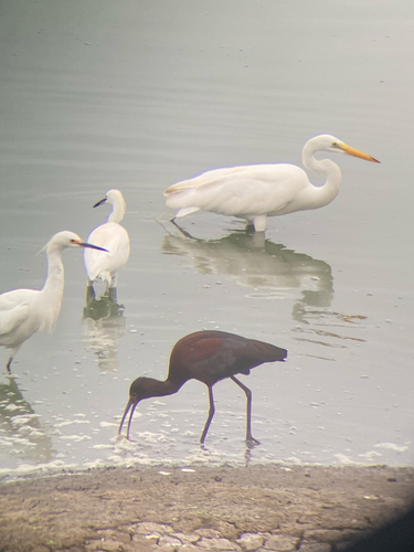 iNaturalist observation photo of White-faced Ibis