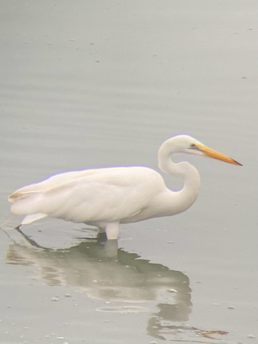 iNaturalist observation photo of Great Egret