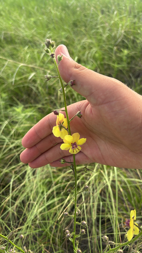 moth mullein