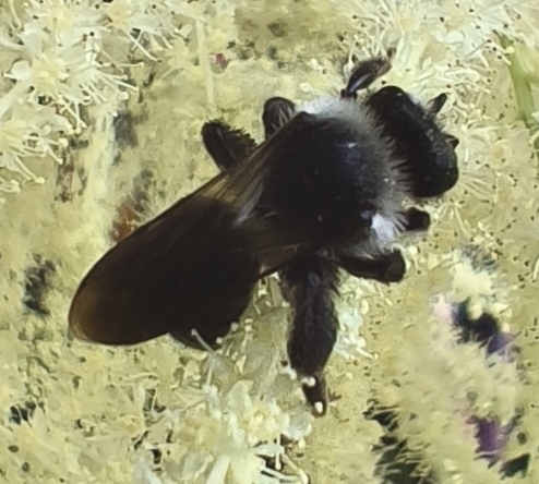 Ashy Mining Bee