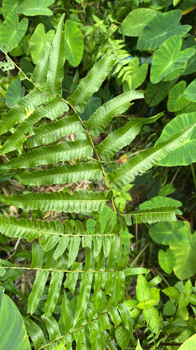 Vegetable Fern