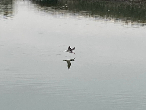 iNaturalist observation photo of Black Skimmer