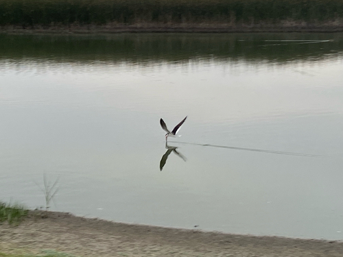 iNaturalist observation photo of Black Skimmer