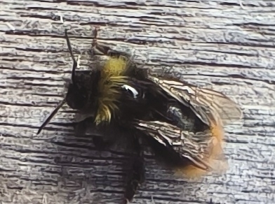 Early Bumble Bee