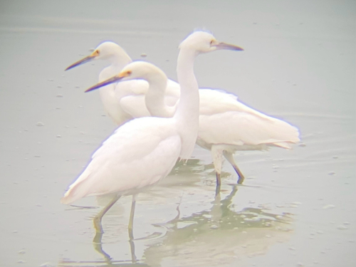 iNaturalist observation photo of Snowy Egret