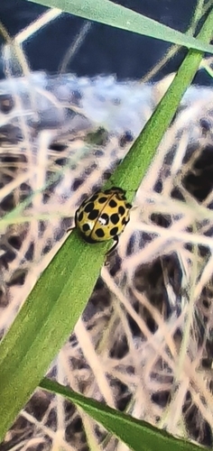 22-spot Ladybird