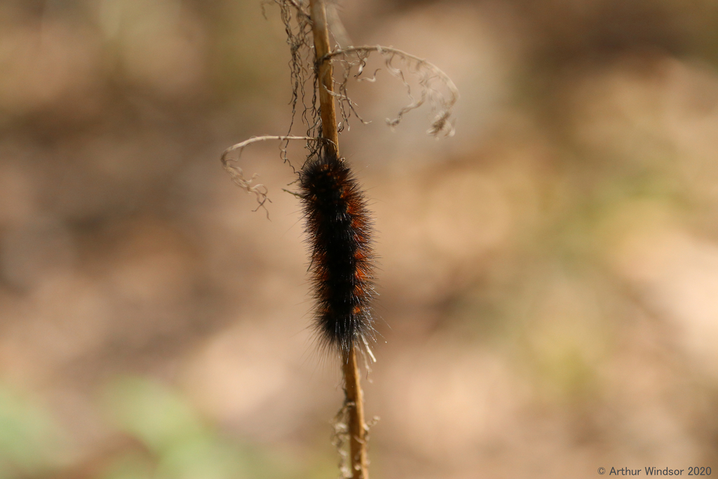 Salt Marsh Moth from Fort Drum WMA, Indian River County, FL, USA on