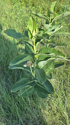 common milkweed