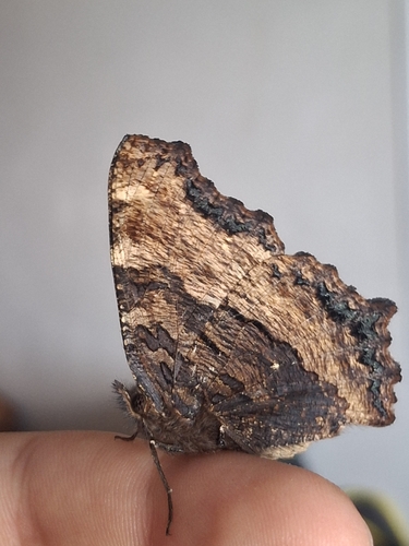 Large Tortoiseshell