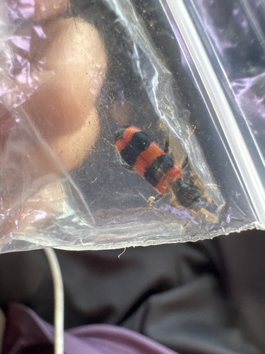 Trichodes sinae