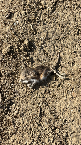 Heermann's Kangaroo Rat