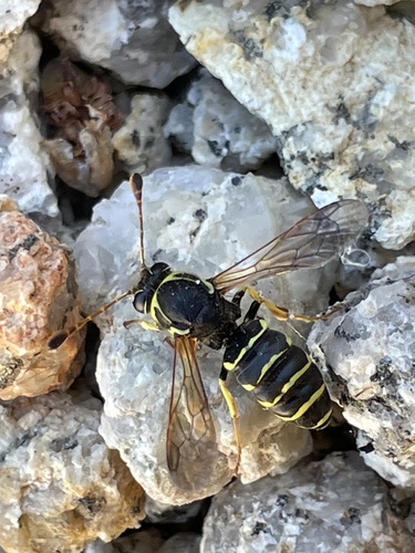 iNaturalist observation photo of Pseudomasaris zonalis