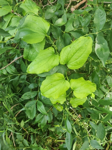 bristly greenbrier
