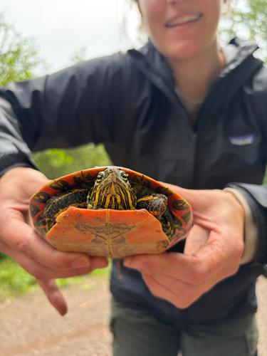 Western Painted Turtle