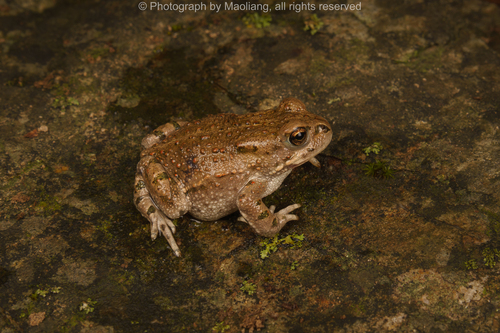 Mongolian Toad