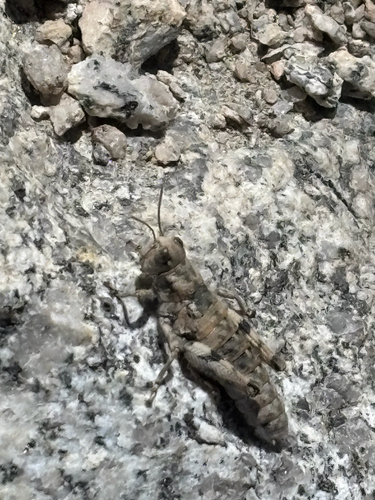 iNaturalist observation photo of Slow Mountain Grasshopper