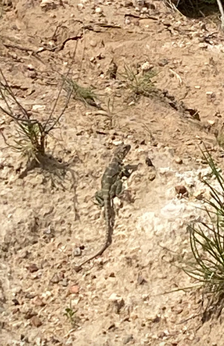Eastern Collared Lizard