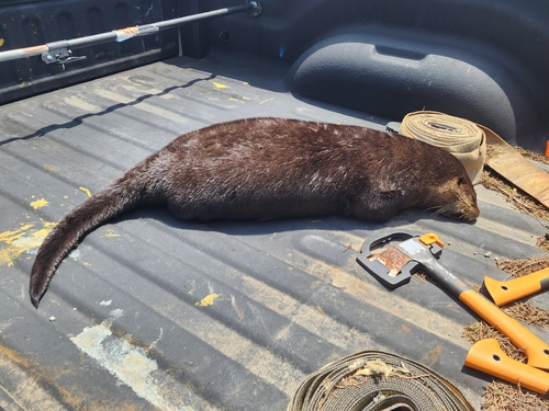 North American River Otter