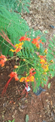 peacock flower
