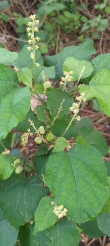 Mallotus oppositifolius