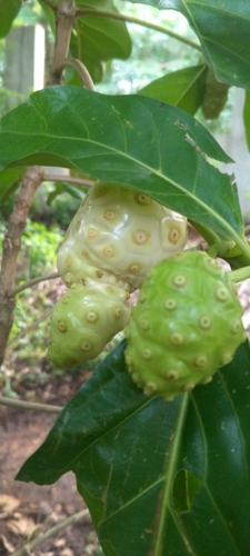 Noni