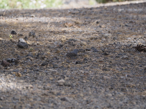 Tenerife Blue Chaffinch
