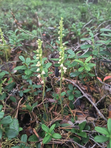 lesser rattlesnake plantain