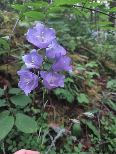Peach-leaved Bellflower
